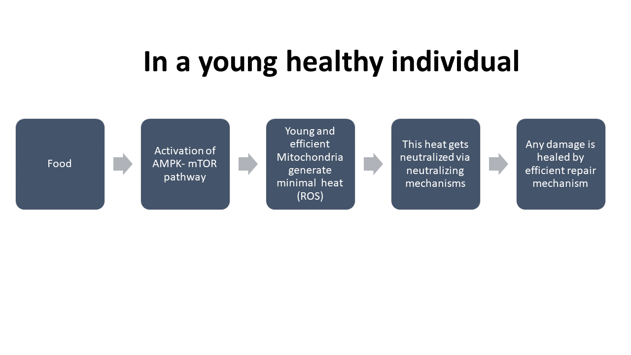 Diet and young body