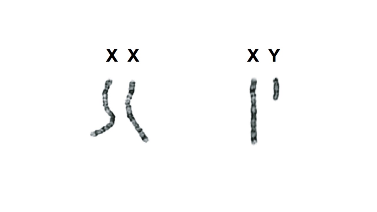 Gotra Y Chromosome