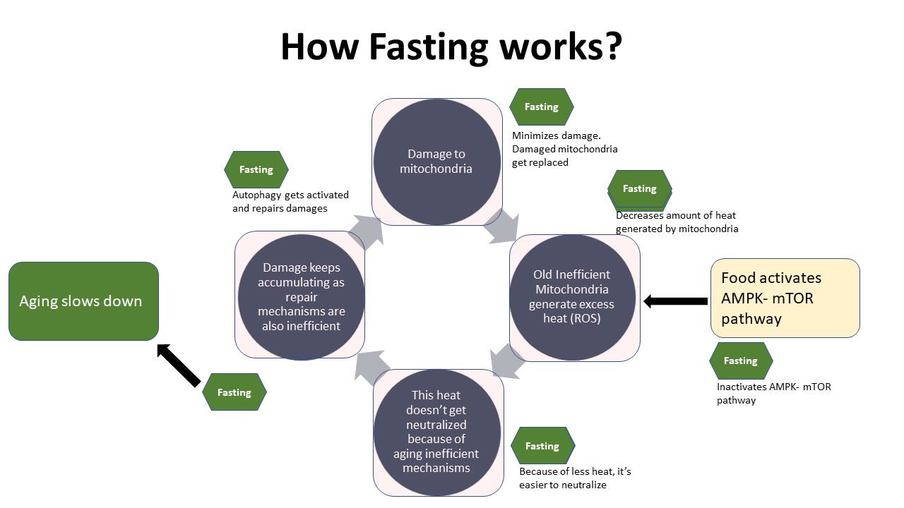 how fasting works