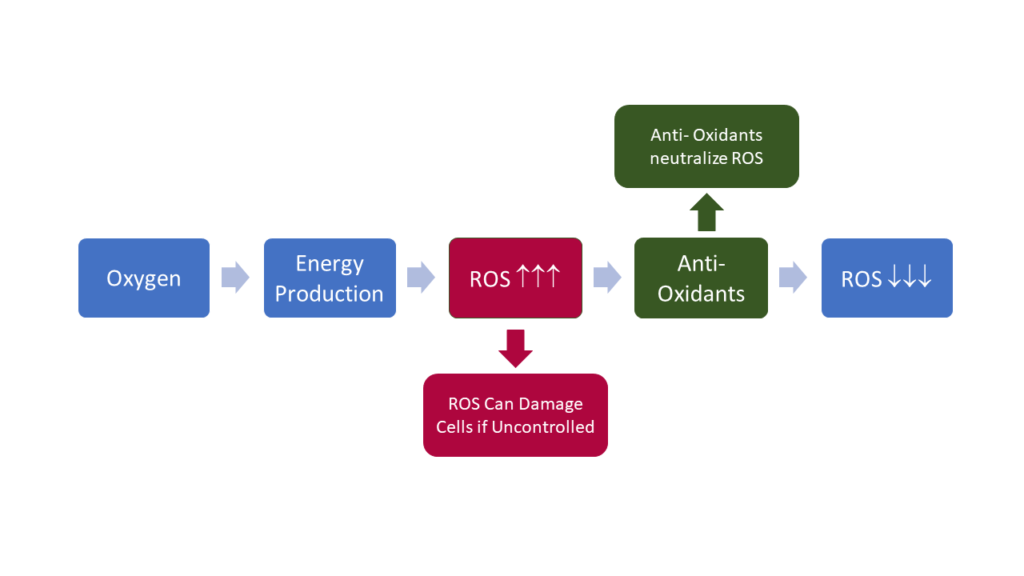 Lead Poisoning- ROS Anti-oxidants