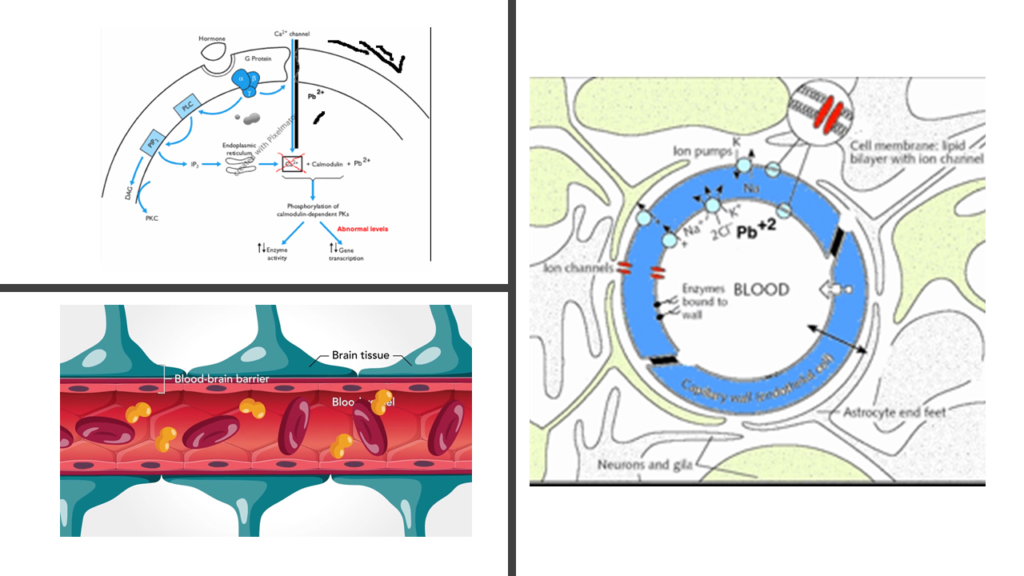 Lead Poisoning- blood brain barrier