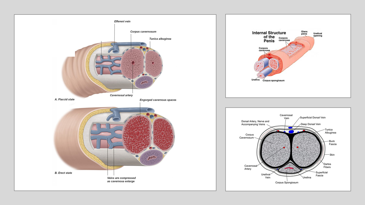 Viagra Penis anatomy