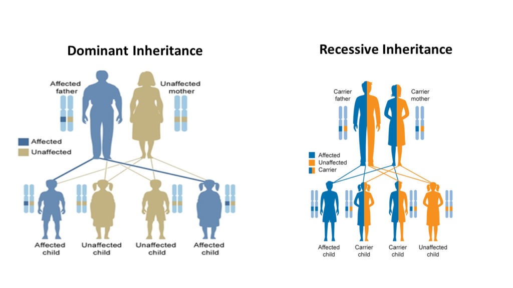 Genetics- Dominant Recessive Inheritance