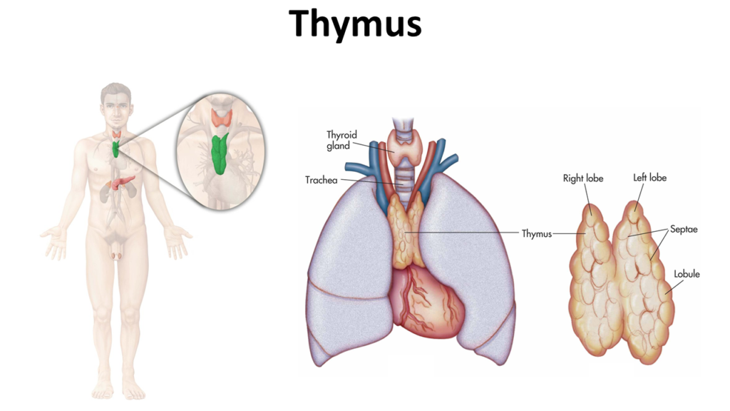 Who will require NOT hospitalization in Covid-19- Thymus