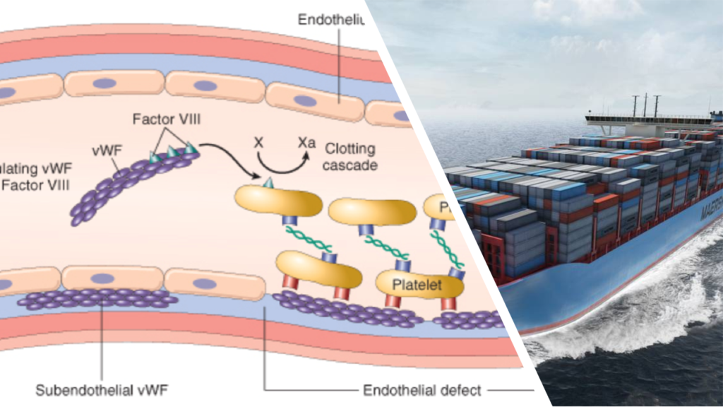 von Willebrand’s Disease cargo vWF