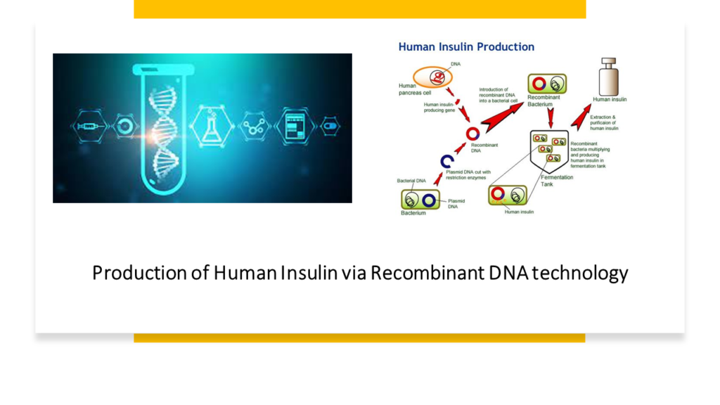 von Willebrand’s Disease rDNA