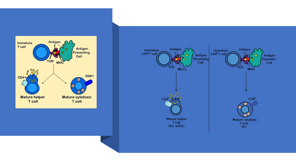 Who can relax at home and not panic in COVID-19- T cells