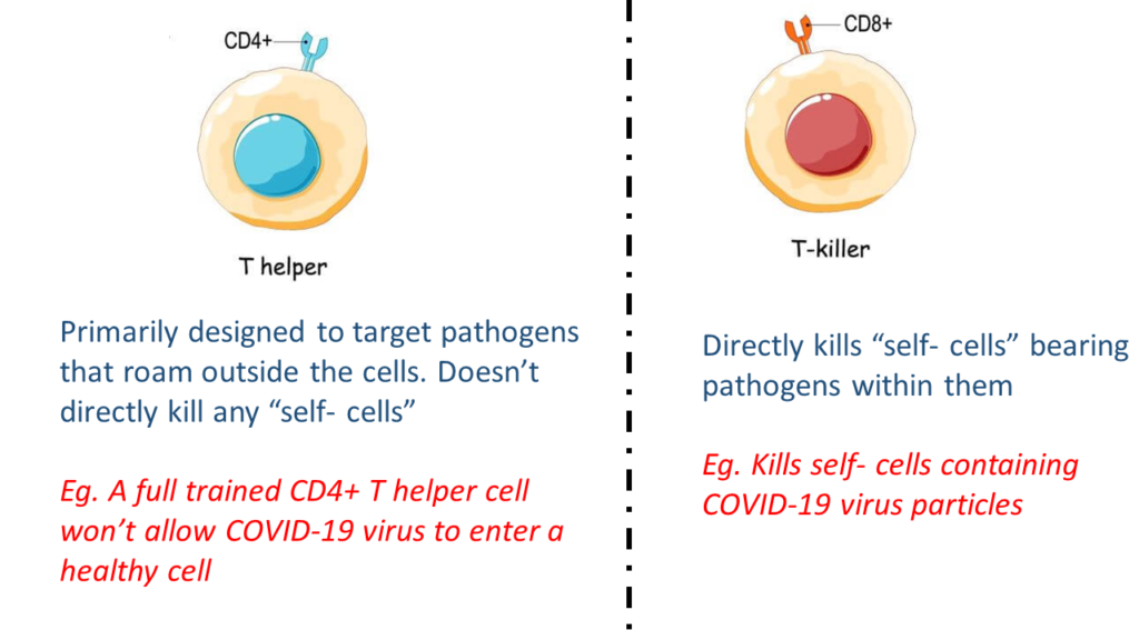 Who can relax at home and not panic in COVID-19- T cells action