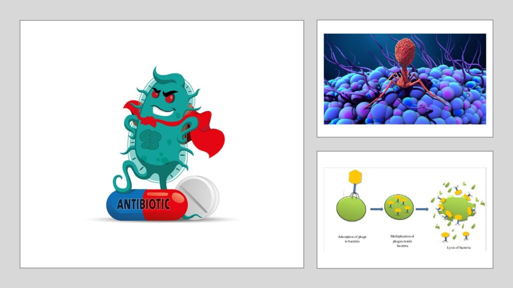 Bacteriophage antibiotic resistance