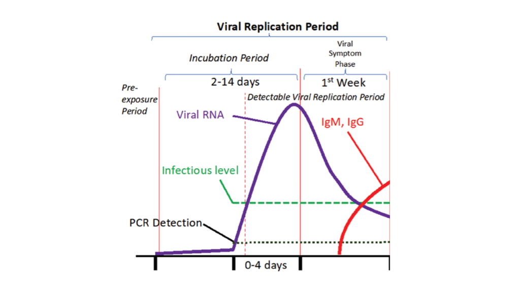 Treat COVID- viral replication period