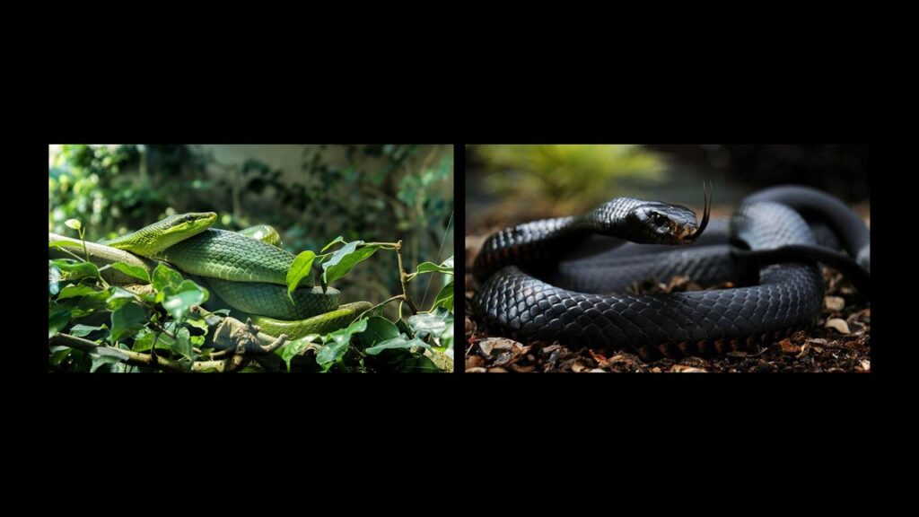 green vs black mamba