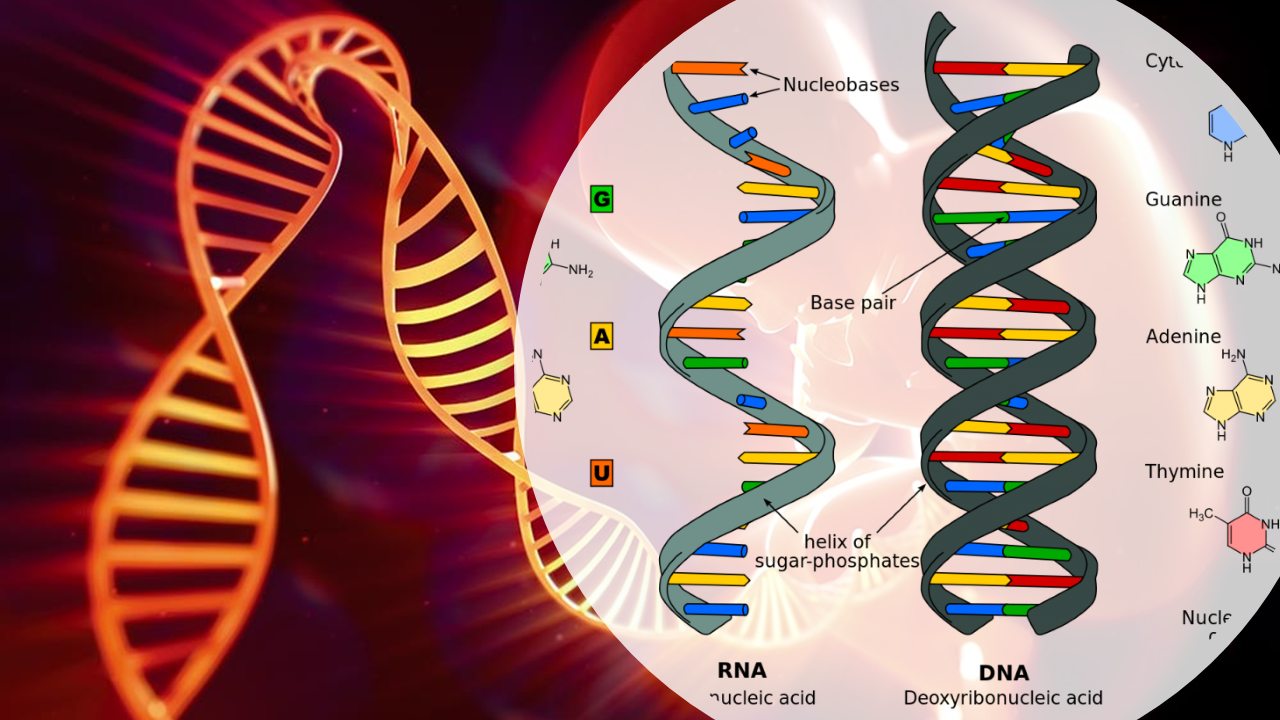 Genetics- cover pic