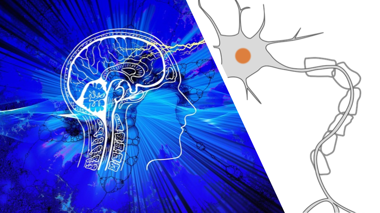 Vagus Nerve Activation