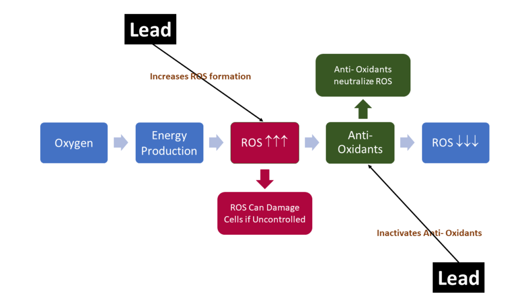 Lead Poisoning- mechanism