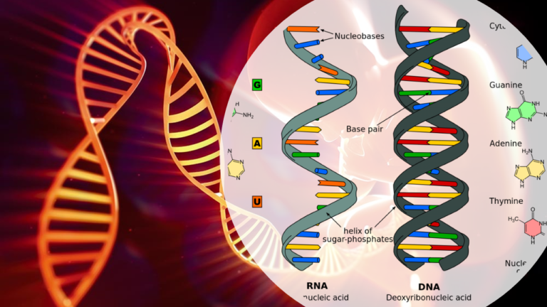 Genetics- cover pic