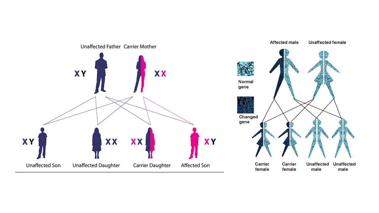 Basic Genetics for a Layman- Short and Simple! - WiseThalamus