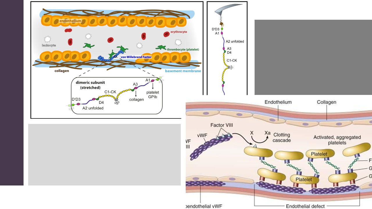 von Willebrand’s Disease: When Bleeding Doesn’t Stop - WiseThalamus