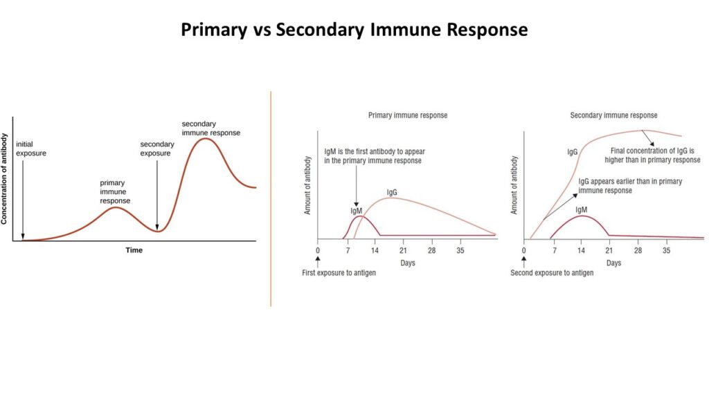 Immune System- Primary vs Secondary Immune Response