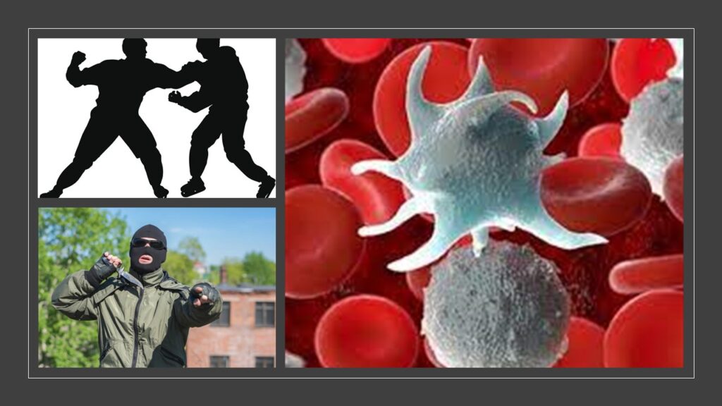 Immune system- T Cells- commandos