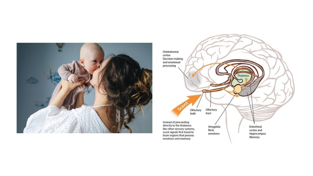 Support Brain Evolution - smell emotions