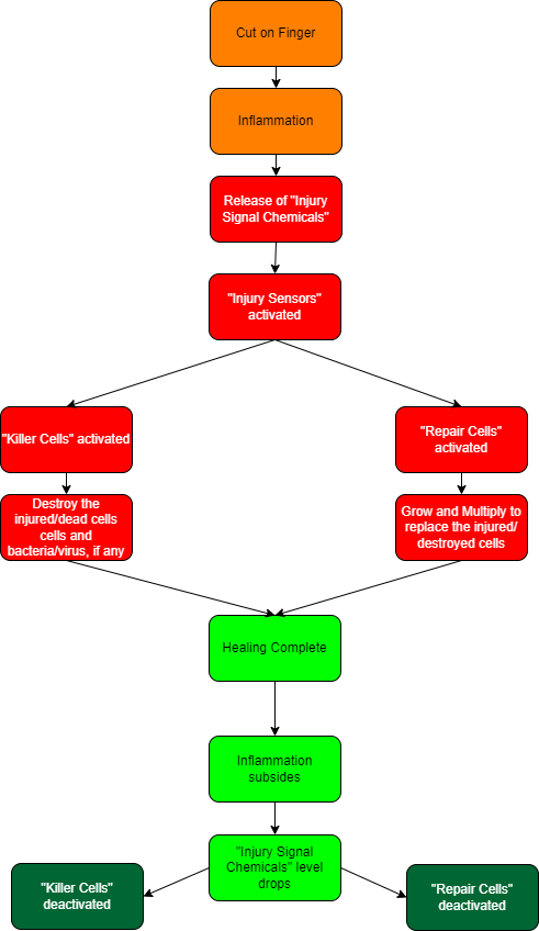 Cure Cancer- healing cycle