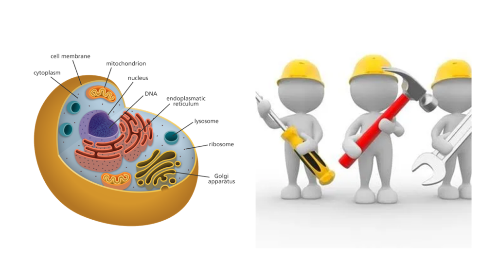 Biological repair and maintenance mechanisms