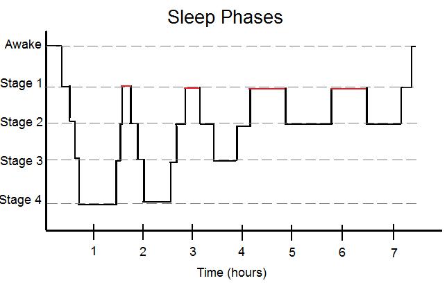 Stages of Sleep Cycle