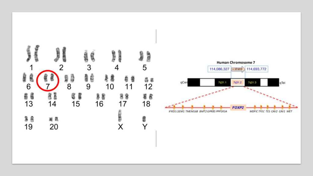 FOXP2 gene