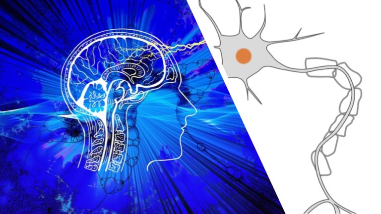 Vagus Nerve Activation