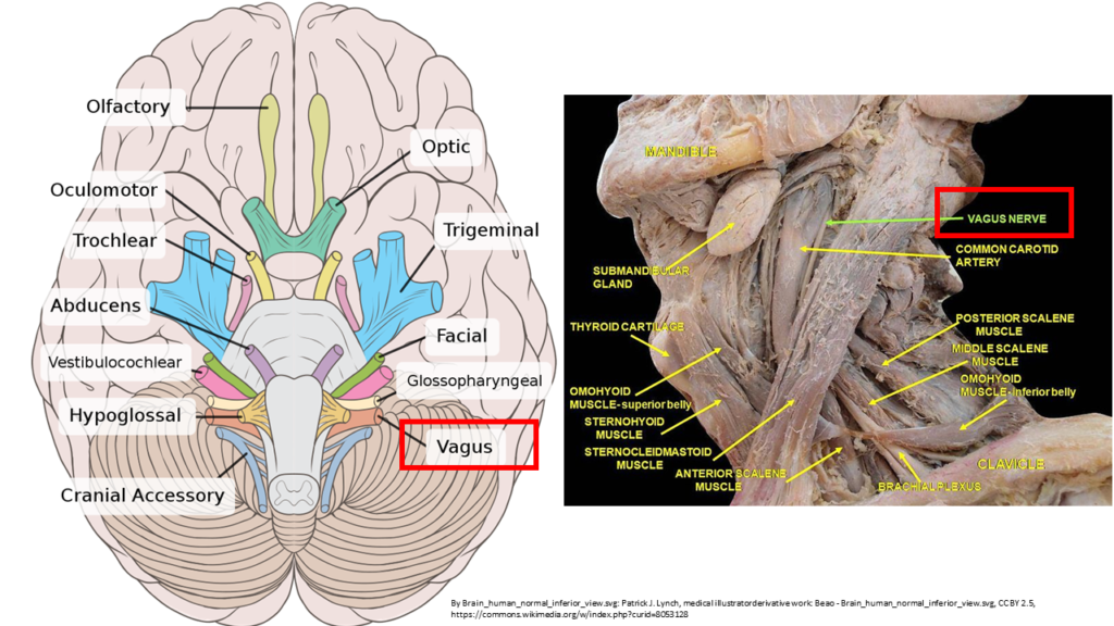 Vagus Nerve Activation- vagus nerve