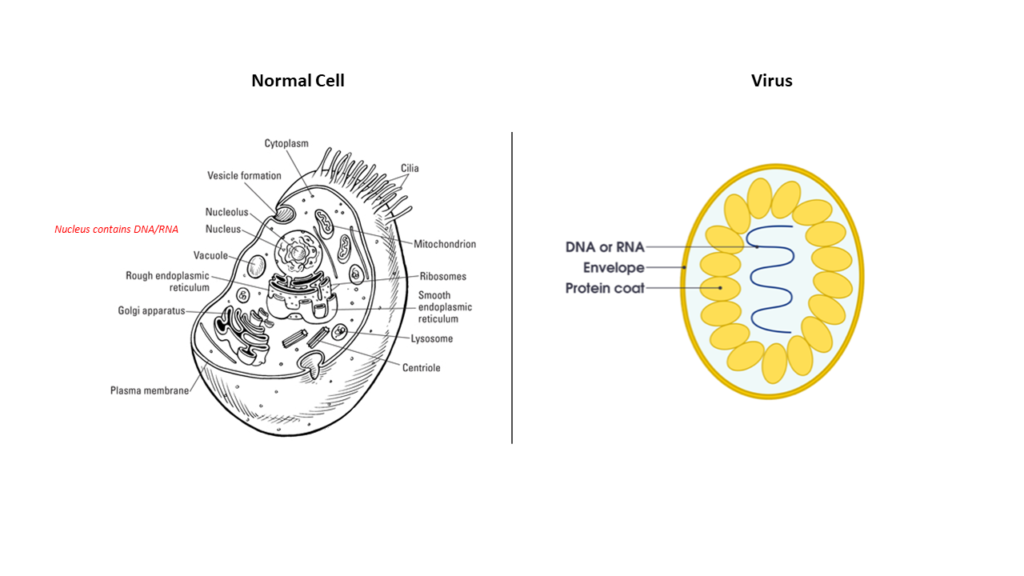 Common cold virus vs normal cell